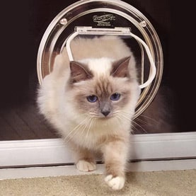 Glass-fitting cat doors