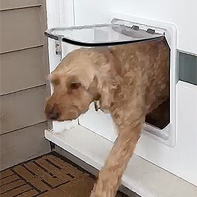 Wood-fitting dog doors